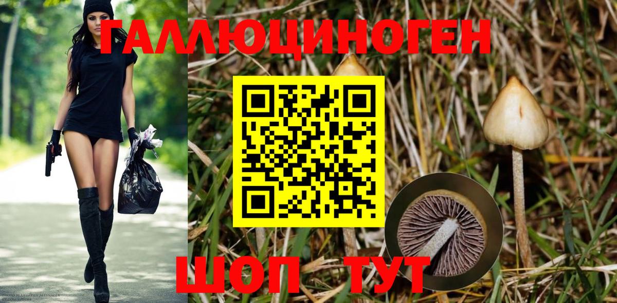 Псилоцибиновые грибы Psilocybe Лесной
